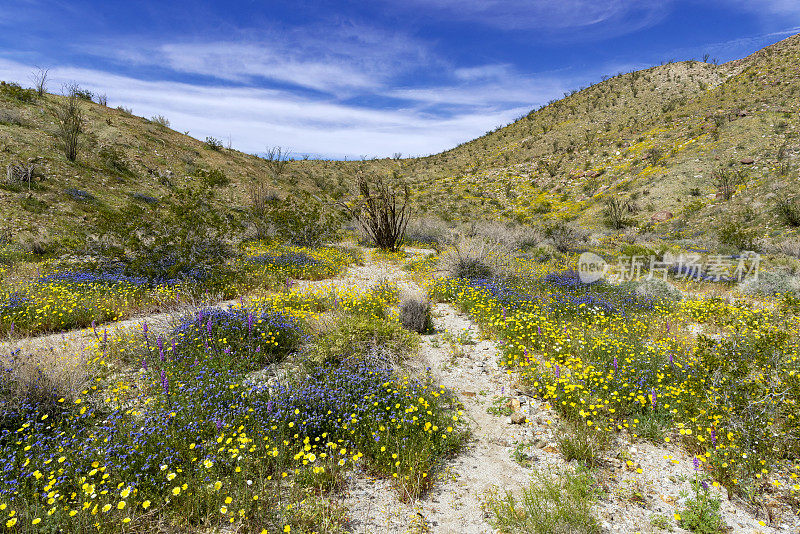Anza Borrego沙漠国家公园-沙漠洗野花